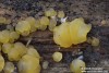 kropilka (Houby), Dacrymyces sp. (Fungi)